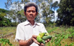 Cà Mau: Dân vùng ngọt hóa Trần Văn Thời điêu đứng vì ngập 1 tháng