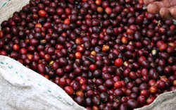 Giá nông sản hôm nay 17.11: Giá cà phê giảm nhẹ, không vượt mốc 40 triệu đồng/tấn, giá tiêu không thay đổi nhiều