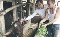 Quảng Ngãi: Kiểm tra khẩn việc cán bộ xã thu tiền bò giống cấp miễn phí