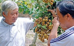 Xoài tượng, nhãn, chanh leo Sơn La chuẩn bị "bay" sang Úc, Thuỵ Sĩ