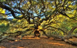 Sức sống mãnh liệt của cây sồi "thiên thần" 450 tuổi ở Mỹ