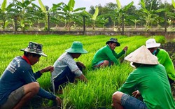 "Gạo xuất khẩu VN như cô gái chăm chỉ, chưa phải là cô gái đẹp"