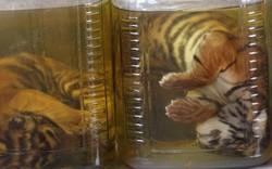 Hổ bị ngâm nguyên con trong bể rượu: Được đại gia tin là 'thần dược'