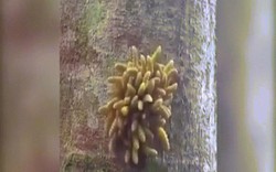 Sởn gai ốc với "con vật nhiều đầu" bám trên cây