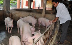 Giá lợn (heo) hôm nay 18.11: Ba miền giữ giá, xe đưa lợn đi Trung Quốc bị lật ở tỉnh giáp biên