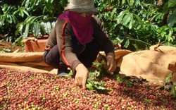 Giá nông sản hôm nay 18.11: Giá cà phê giảm lùi dần mức 40 triệu đồng/tấn, giá tiêu tăng nhẹ