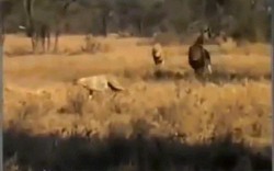 Báo săn châu Phi đụng độ sư tử đực hung dữ, kết cục bi thảm