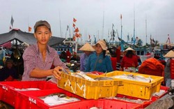 Ninh Thuận: Bão tan, thương lái tươi cười vì tàu thuyền no cá