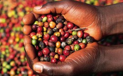 Giá cà  phê hôm nay 21.11: Hỗ trợ 170 tỷ đồng để sản xuất chế biến sâu cà phê
