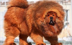 Chán chó ngao Tây Tạng, giới siêu giàu TQ nuôi gì?
