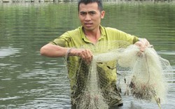 Làm giàu ở nông thôn: 5 tháng ương cá giống, có tiền tiêu cả năm