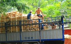 Trung Quốc lại "giở trò" ngừng thu mua dăm gỗ để ép giá?