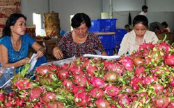 Nông sản Việt xuất ngoại: Làm gì để thoát cơn "ác mộng" MRL (Kỳ 3)?