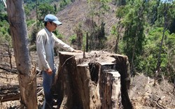 Hàng loạt lãnh đạo xã bị kỷ luật vụ phá rừng Tiên Lãnh