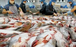 Cấm đưa tạp chất vào thủy sản nhằm gian lận thương mại