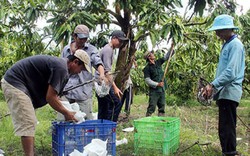 Xoài cát Hòa Lộc được mùa, nông dân “vui như tết”