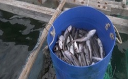 Khánh Hòa: Hàng tấn cá bớp chết bất thường, người dân khốn đốn