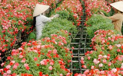 Thị trường hoa Tết: Làng hoa Sa Đéc sẽ ra lò 40.000 giỏ hoa mới, lạ