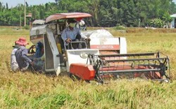 Sản lượng lúa tăng lên, nhưng thu nhập nông dân... giảm đi