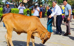 EVN miền Trung góp lương tặng bò cho 15 hộ đặc biệt khó khăn