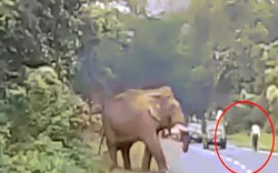 Hãi hùng cảnh voi dữ khổng lồ giẫm chết người ở Ấn Độ