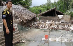 Tiền Giang: Sẽ có giống vịt biển thịt thơm ngon, ít mỡ, thơm mùi sả