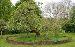 Chiêm ngưỡng cây táo Newton 400 năm tuổi