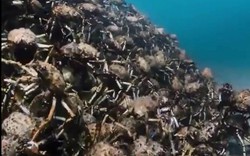 "Sởn gai ốc" xem cua nhện bò lúc nhúc dưới đáy biển