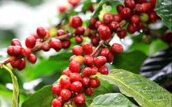 Giá nông sản hôm nay 28.11: Giá cà phê Robusta tiếp đà giảm mạnh, giá tiêu ổn định