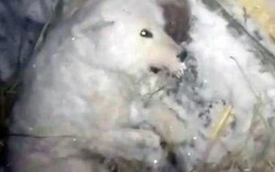 Phẫn nộ cảnh chó đông cứng trong quan tài băng âm 32 độ ở Nga