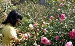 Du khách mê mẩn trong vườn hoa, cây cảnh giữa lòng chảo Điện Biên