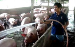 Giá lợn (heo) hôm nay 29.11: Tết Nguyên đán sẽ không có biến động, nông dân chỉ mơ giá "30"