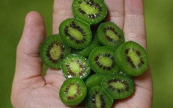 Soi trái kiwi bé như quả nho giá cả triệu đồng/kg, chị em tranh mua