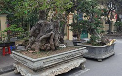 "Kỳ hoa dị thảo" dồn dập đổ về Hà Nội, dân chơi cây cảnh phát sốt