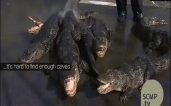 Cận cảnh "xốc nách" 13 ngàn con cá sấu từ hồ vào nhà ở TQ