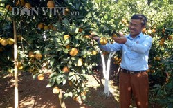 Sơn La: Nhờ trồng "tam cam" mà thành “vườn mẫu” tiền tỷ