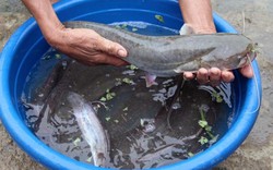 Chuyển cá leo sông vào nuôi ao đất, sau 5 tháng đạt kết quả bất ngờ