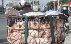 Giá heo (lợn) hôm nay 30.11: Lãi 1.000 đ/kg, công ty FDI không ngừng tăng đàn còn hộ nuôi lỗ nặng 10.000 đ/kg