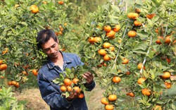 Xã có nhiều tỷ phú trồng cam bật mí chiêu bón phân hiệu quả