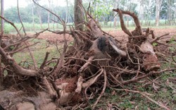 Thanh Hóa: Tỉnh cấm, nông dân cứ chặt cây cao su vì để thì... đói