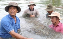 Nông dân nuôi tôm "từ chối" công nghệ cao vì vốn đầu tư lớn