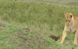 Video: Con vật bé nhỏ một mình đánh đuổi 3 sư tử hung hãn