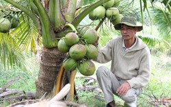 LẠ MÀ HAY: Trồng vườn dừa thơm mùi lá dứa, cứ đếm trái mà thu tiền