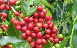 Giá nông sản hôm nay 30.11: Giá cà phê khởi sắc cuối tháng, giá tiêu không có nhiều biến động