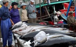 Việt Nam có thể trở thành "đại gia" xuất khẩu cá ngừ