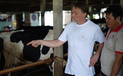 Chăn nuôi bò sữa Việt Nam hướng tới phát triển bền vững