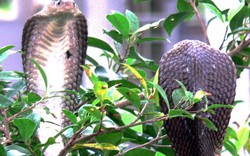 Trại rắn độc lớn nhất cả nước mở cửa cho khách tham quan