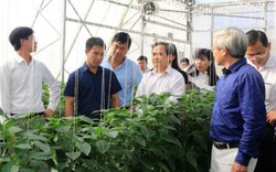 Hải Phòng: Diện mạo xã NTM thay đổi nhờ dự án trồng rau sạch VinEco