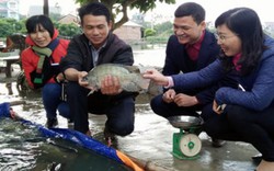 Nuôi cá rô phi VietGAP: Dễ làm, lãi cao, thị trường "màu mỡ"