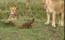 Kết bất ngờ khi cầy mangut đơn độc đấu với đàn sư tử